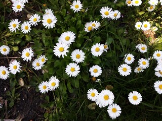 White small flowers of Daisies, Bellis perennis, in the garden.  © Raul