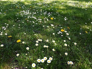 White small flowers of Daisies, Bellis perennis, in the garden.  © Raul