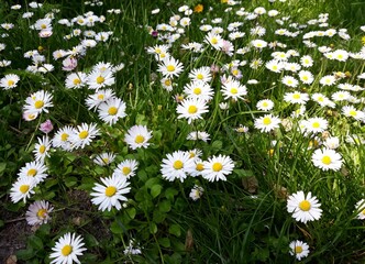 White small flowers of Daisies, Bellis perennis, in the garden.  © Raul
