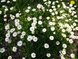 White small flowers of Daisies, Bellis perennis, in the garden.  © Raul