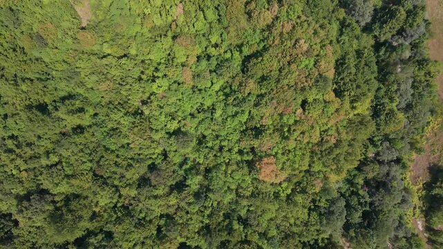 Aerial Top Down View of Dense Green Forest Canopy Topography Near Bijela Village Konjic Bosnia
