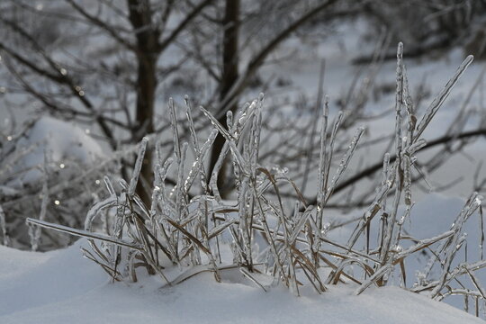 Close-up of a clump of frozen dry grass with crystal-clear ice shells around the stems after winter freezing rain