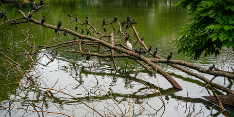  Yala NP Vogel © Stefan