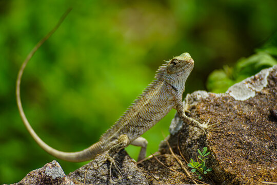 Yala NP chameleon