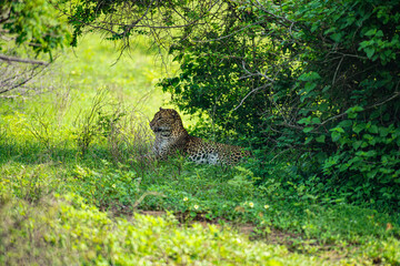 Yala NP Leopard © Stefan