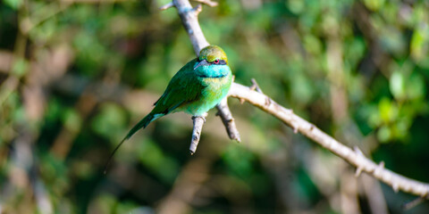 Yala NP Vogel © Stefan