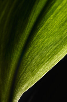 Diagonal macro photography of a dark green leaf with texture and parallel veins on a black background. Dramatic botanical nature abstract with chiaroscuro lighting for moody organic backgrounds.