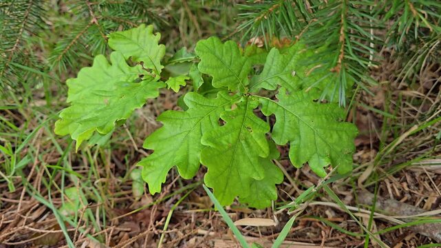  Medium wide shot showing a small oak sapling with young green leaves growing out of rich needle soil. Norway, Alver. August