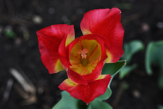 Close-up macro-style photograph of a vibrant red and yellow tulip in bloom