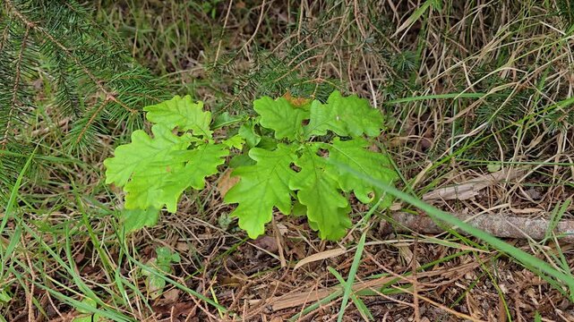 Small oak sprout growing among evergreen spruce branches on woodland floor. Norway, Alver. August
