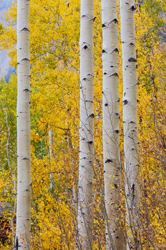 Beautiful vertical abstract texture of white aspen tree trunks with golden autumn leaves