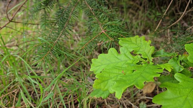  Close up of small oak sprout growing under spruce tree branches in wind. Norway,Alver. August
