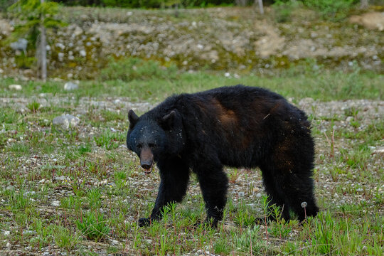 Foraging Black Bear in Banff National Park