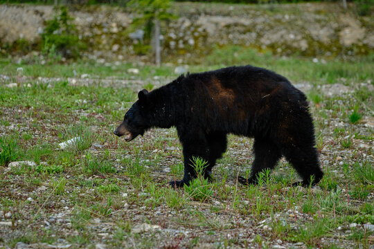 Foraging Black Bear in Banff National Park