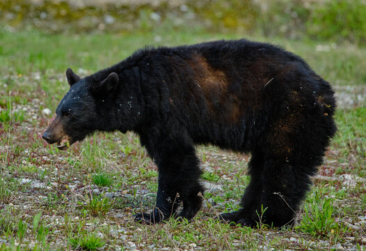 Foraging Black Bear in Banff National Park