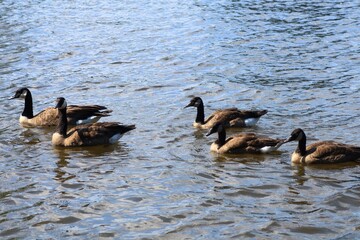 Flock of Canada geese swimming in a rippling river in summer © fluffypw88