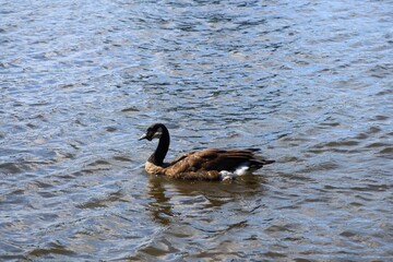 A Canada goose swimming in a rippling river in summer © fluffypw88