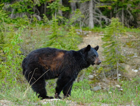 Foraging Black Bear in Banff National Park