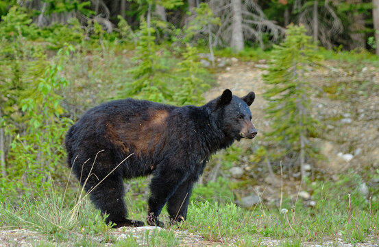 Foraging Black Bear in Banff National Park