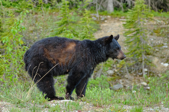 Foraging Black Bear in Banff National Park