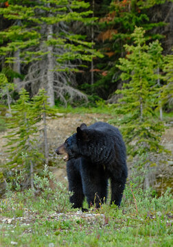 Foraging Black Bear in Banff National Park