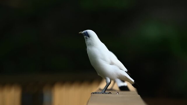 Bali Mynah Birds Perched in Tropical Garden