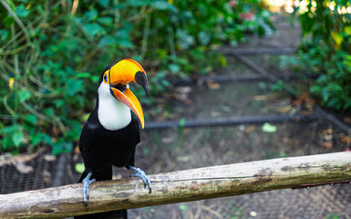 Naklejka premium Iconic Jungle Icon. Toco Toucan (Ramphastos toco) with Its Massive Beak Against a Green Foliage Background