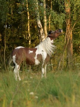 Serie vom Bewegungsablauf eines steigenden gescheckten Pferdes vor einem Birkenwald im Sommer