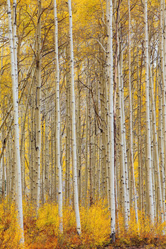 Beautiful vertical abstract texture of many white aspen tree trunks with golden autumn leaves
