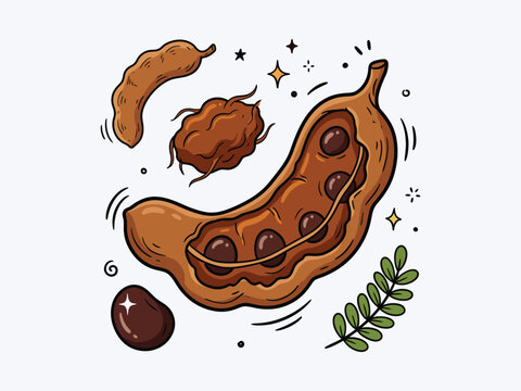 Doodle vector illustration of brown sweet tamarind fruit