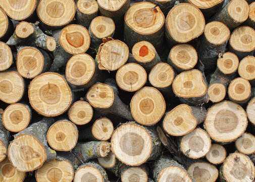 Close-up of stacked firewood showing natural circular tree rings, varied wood grain and warm earthy tones. Rustic background texture for natural and home design concepts.