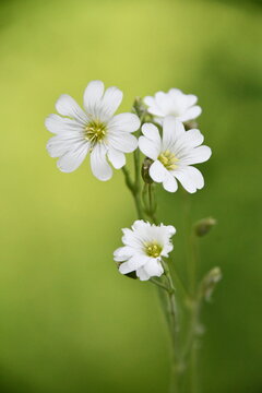Vertical macro photograph of delicate white wood chickweed flowers (Stellaria nemorum) with deeply notched petals against a soft vibrant green blurred backdrop