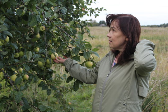 Candid Mature Woman Picking Green Apples in Orchard

