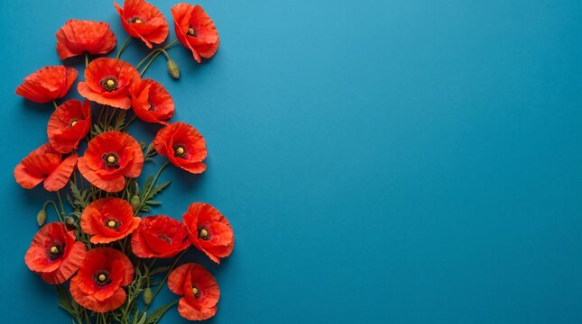 Beautiful red poppy flowers arranged on a blue background for remembrance day commemoration and memorial service tribute event