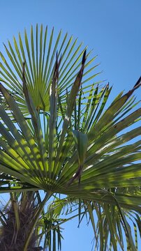 Close up of green fronds of a trachycarpus fortunei windmill palm tree against a clear bright blue sky on a sunny summer day