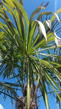 Low angle shot of a trachycarpus fortunei windmill palm tree trunk and green fan fronds under a bright blue sky with sun flare