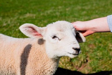 A tiny lamb enjoying a comforting stroke on its ears © AK Media