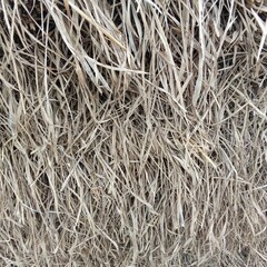 dry grass texture © ROKHMATSLAMET 