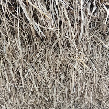 dry grass texture