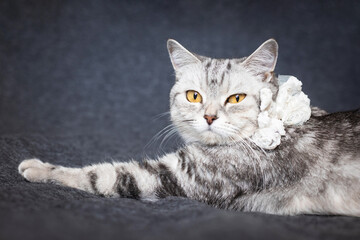 Relaxed tabby cat lying on a dark surface, calm pet scene, domestic feline moment, soft animal comfort, indoor relaxation © ketrin