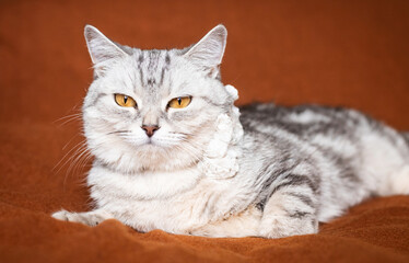 Relaxed tabby cat lounging on an orange cushion, cozy pet scene, domestic feline moment, soft animal comfort, indoor relaxation © ketrin
