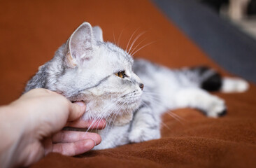 Relaxed tabby cat lounging on an orange cushion, cozy pet scene, domestic feline moment, soft animal comfort, indoor relaxation © ketrin