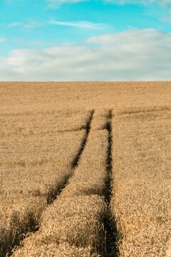 Dry, ripe stalks of grain glow in shades of gold and amber, rustling faintly in occasional hot gusts of wind