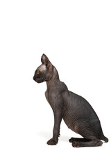 Fototapeta premium Funny sphinx cat looking up, isolated in studio