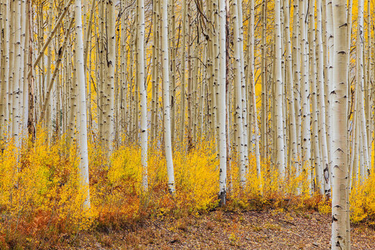 Beautiful wide panoramic view of white aspen tree trunks with golden autumn leaves