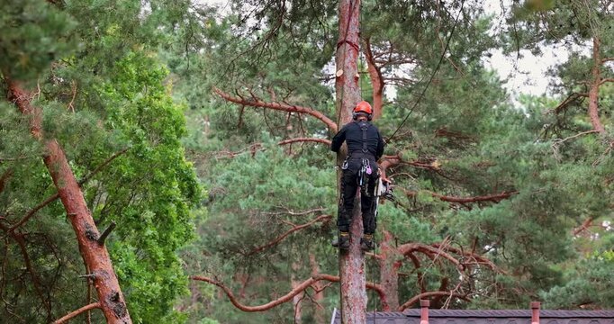 Professional arborist climbing pine tree with chainsaw for tree maintenance