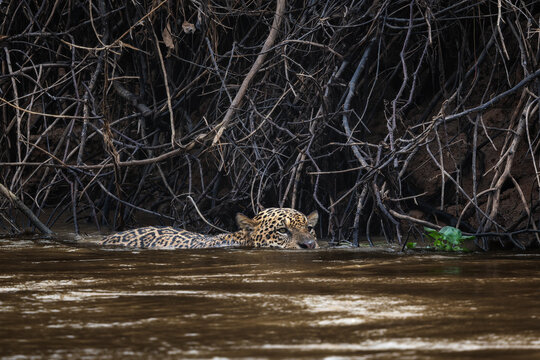 Jaguar - Panthera onca, beautiful large cat from South American forests, Pantanal, Brazil.