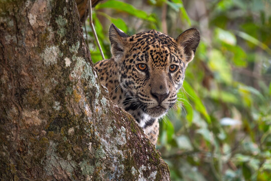 Jaguar - Panthera onca, beautiful large cat from South American forests, Pantanal, Brazil.