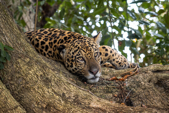 Jaguar - Panthera onca, beautiful large cat from South American forests, Pantanal, Brazil.