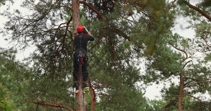Professional arborist cutting pine tree branches with chainsaw. Treecare and maintenance